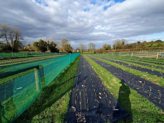 A large farmed field under a cloudy blue sky, with a line of mature trees along the near horizon, and a lake just visible behind them. In the foreground are a series of parallel rows of several hundred very young grafted apple trees. The trees grow up through small holes in long dark strips of Mypex, a woven polypropylene weed suppressor. The strips are about a metre across and narrow to a point in the distance. Each is separated by a strip of grass for access. Thin green mesh fencing, supported by thick wooden stakes, separates the trees into several sets. It's early evening, I've just finished a day of weeding, and the sun behind me casts long shadows ahead.