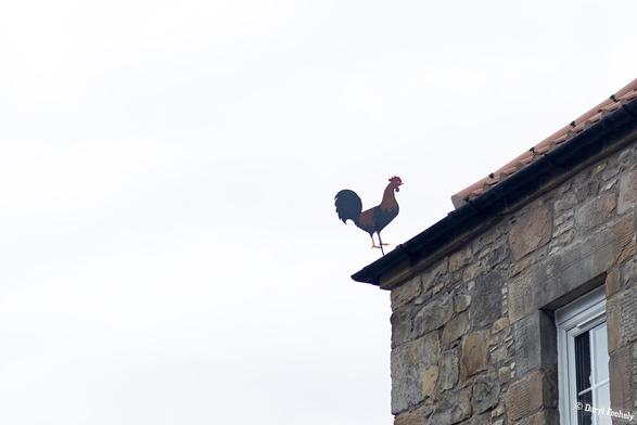 A fake rooster on a rooftop. 