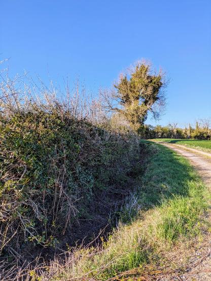 This side of the hedge was trimmed in the winter 