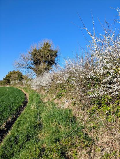 This side of the hedge hasn't been cut for 2 years, the blackthorn is in bloom