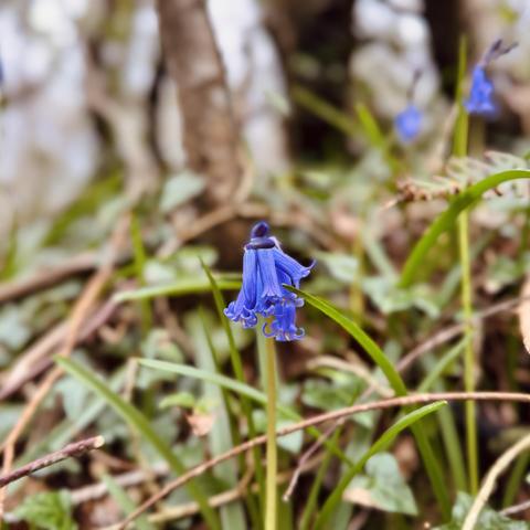 A close-up of a bluebell flower surrounded by green grass and dried twigs in a natural setting.