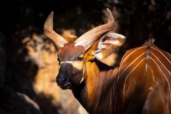 A close-up of a bongo antelope in warm sunlight, showcasing its striking reddish-brown coat with white stripes and prominent spiralled horns. The photo was taken at the zoo in Valencia.
