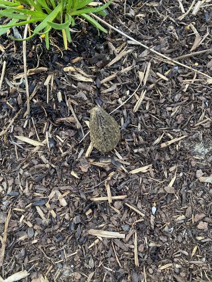 A view of another of the mushrooms, striking out on its own in another part of the bedding.