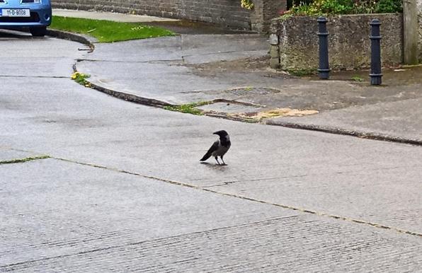 a hooded crow sits on a backroad waiting for some food to be dropped.