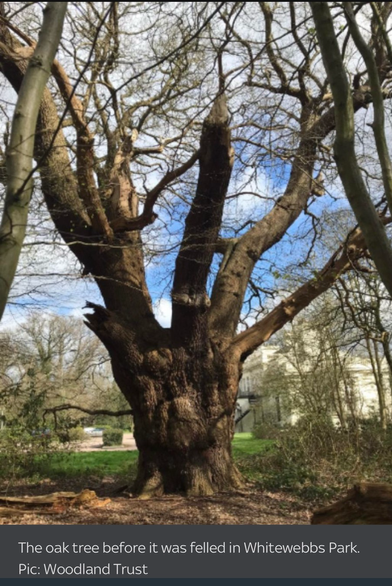 An ancient oak tree  among other trees in a park under partially cloudy sky.