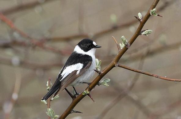 A Collard Flycatcher on a branch. Photo from Wikipedia. 