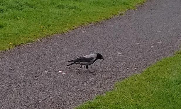 a hooded crow on a footpath with some dropped food.