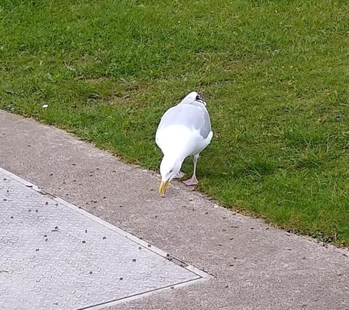 a seagull was only bird to show up at a usually very busy spot.