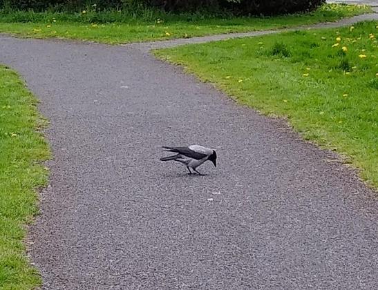 a hooded crow on a footpath through a green space taking care of dropped food.
