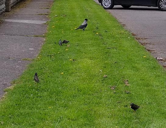 a hooded crow and starlings on a grass verge.