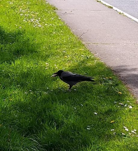a hooded crow grabs a cream cracker to fly them back somewhere quieter.