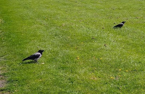 i dropped a cracker for a crow and had to produce a second cracker for the second crow who arrived when the first cracker hit the ground.