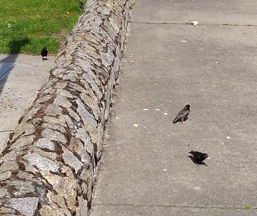 some starlings arrive for dropped food.