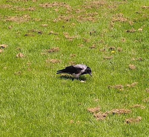 a hooded crow with a cream cracker on some green space.