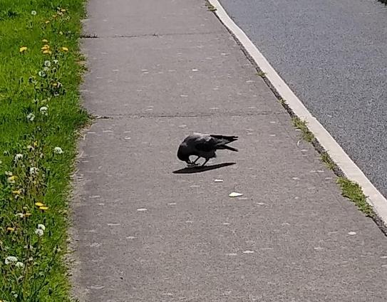 a hooded crow on a footpath beside a bike path with a cream cracker.