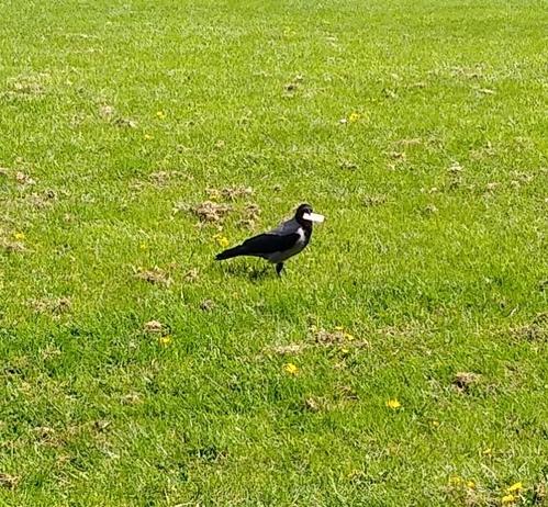 a hooded crow with a cream cracker in its beak. it is standing on grass in a green space.