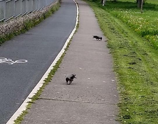 2 hooded crows walk towards dropped food on footpath.