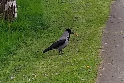 a crow with a cream cracker in its beak standing on grass.