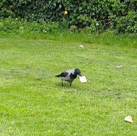 a crow standing on grass with a whole cream cracker in its beak.