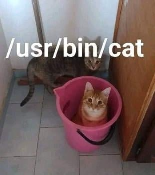 There is a cat in a bucket with another cat standing behind it.
There is text `/usr/bin/cat` layered on top. 