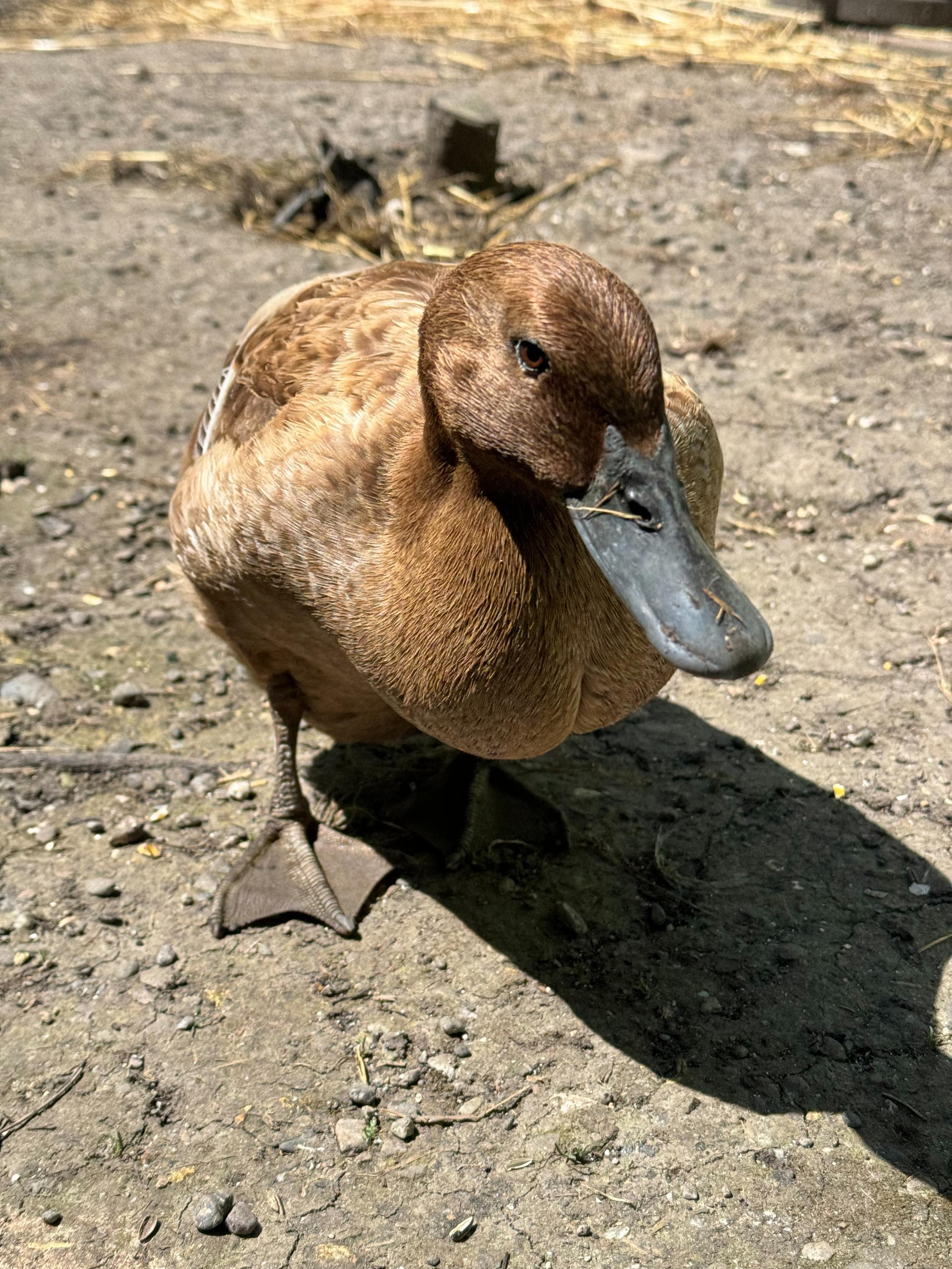 kitty, our brown khaki campbell duck, standing close to me, sun lighting up her beautiful brown feathers