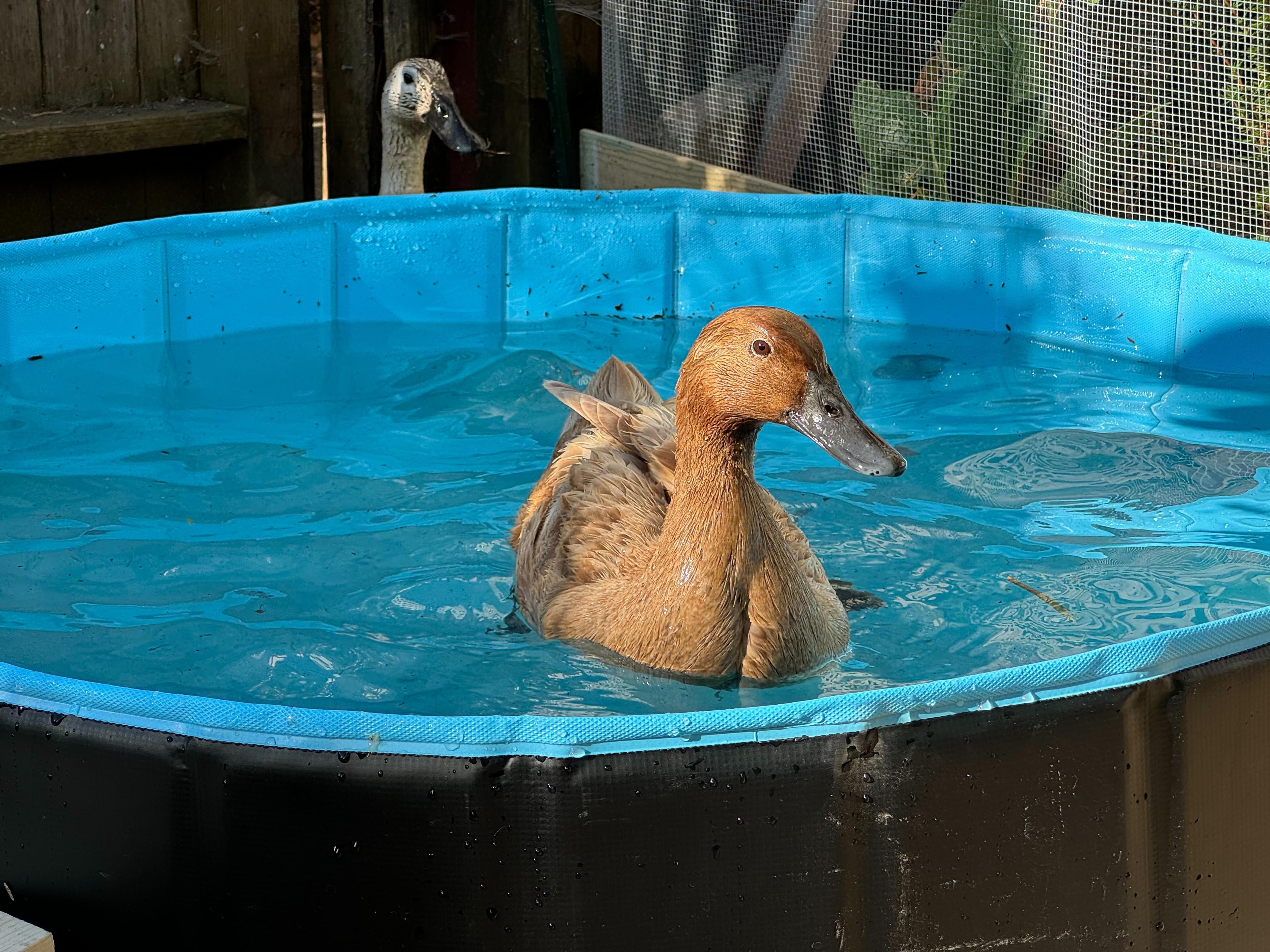 kitty floating in the big blue pool. morning sun is falling on her and she looks serene. jane bird has her head peeking up over the back edge of the pool.