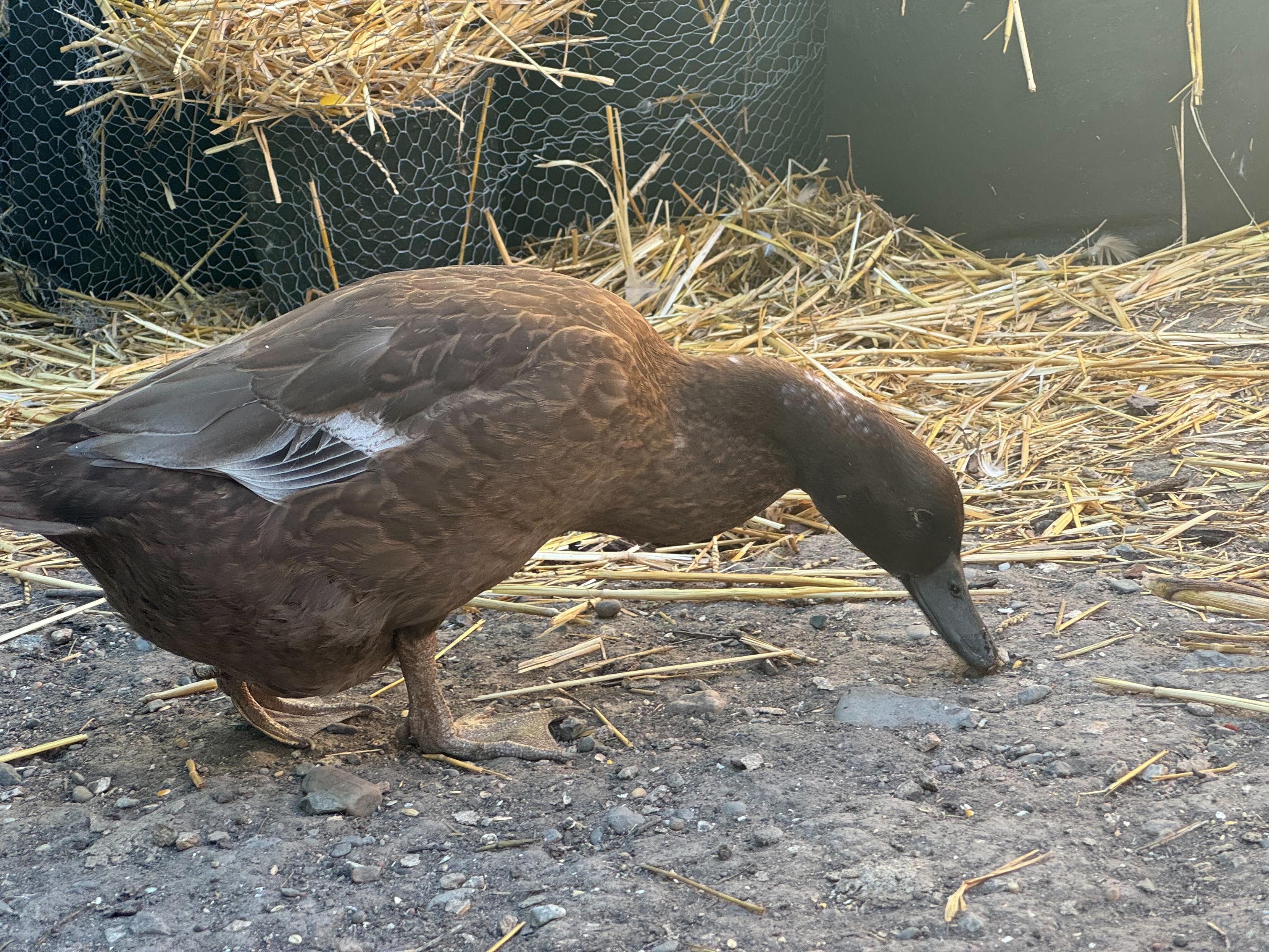 kitty, freshly moulted. she is a beautiful dark brown with white edges on her flight feathers. she is investigating something on the ground.