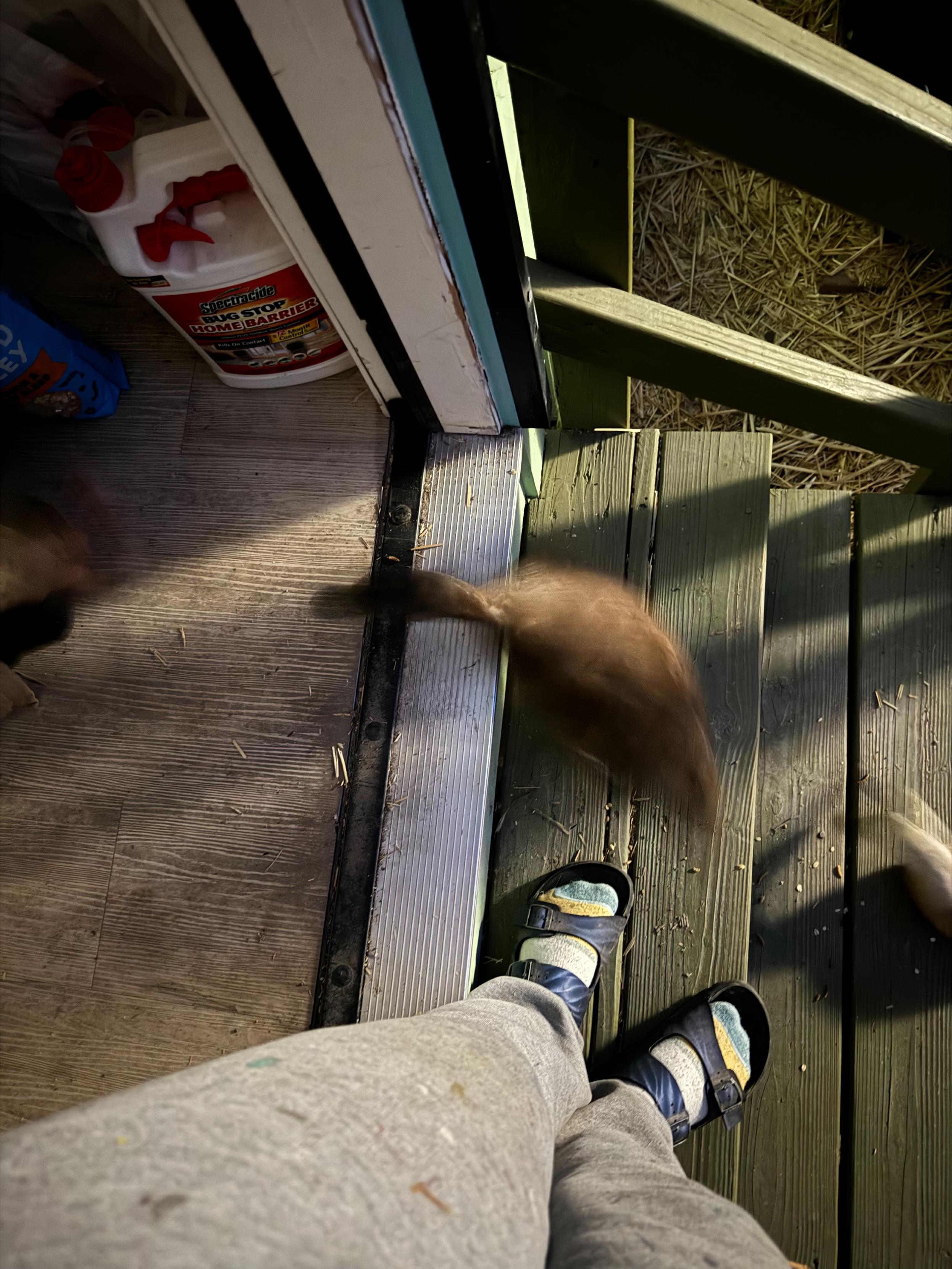 my legs and shoes as i stand on the back porch as darkness falls. a brown blur of kitty-bird is trying to sneak up the last step into our house