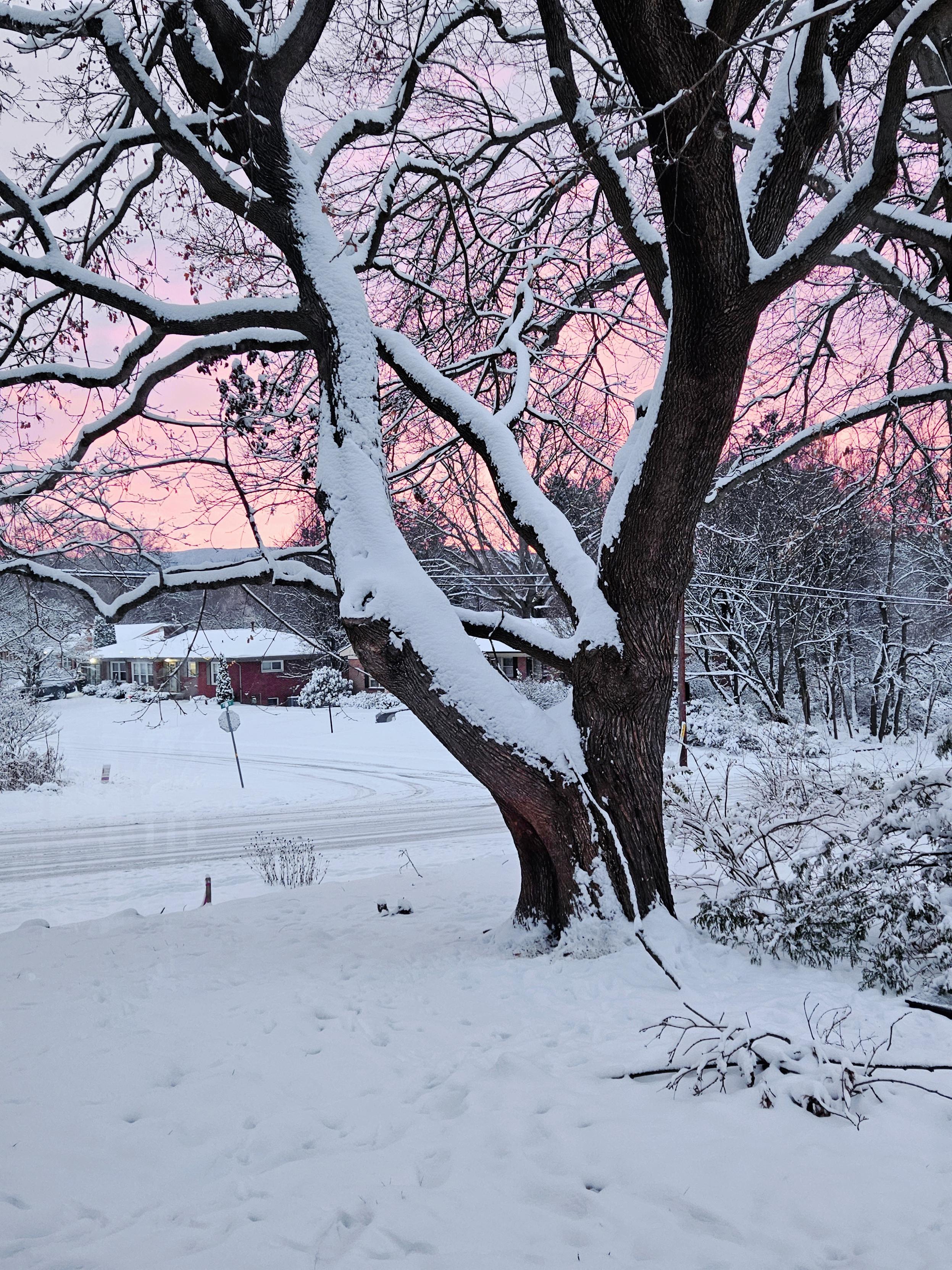 Big dark leafless maple tree with snow on the branches and trunk, and animal-trodden snow on the ground. Road and houses beyond and a snowy road with tire tracks. The sky is pink.