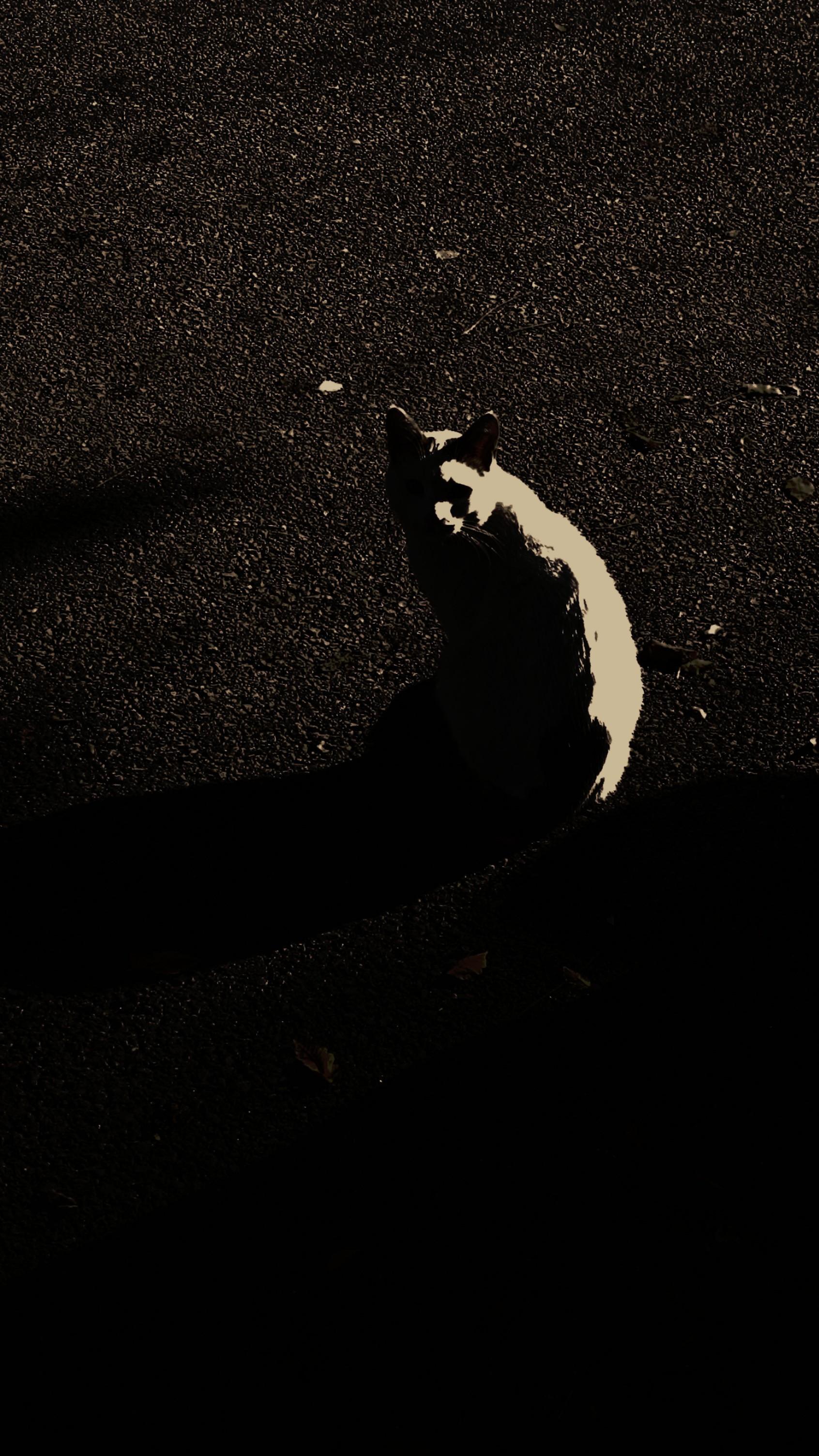 A frame separated in the middle. Top half is grey with sparkling white spots. The lower part is covered by black shadows. Between these two halves of asphalt concrete in high contrast, there's a white cat sitting, staring towards you, but only her back is lit white like a single stroke. Most of her face and the front of the body is one with her shadow.