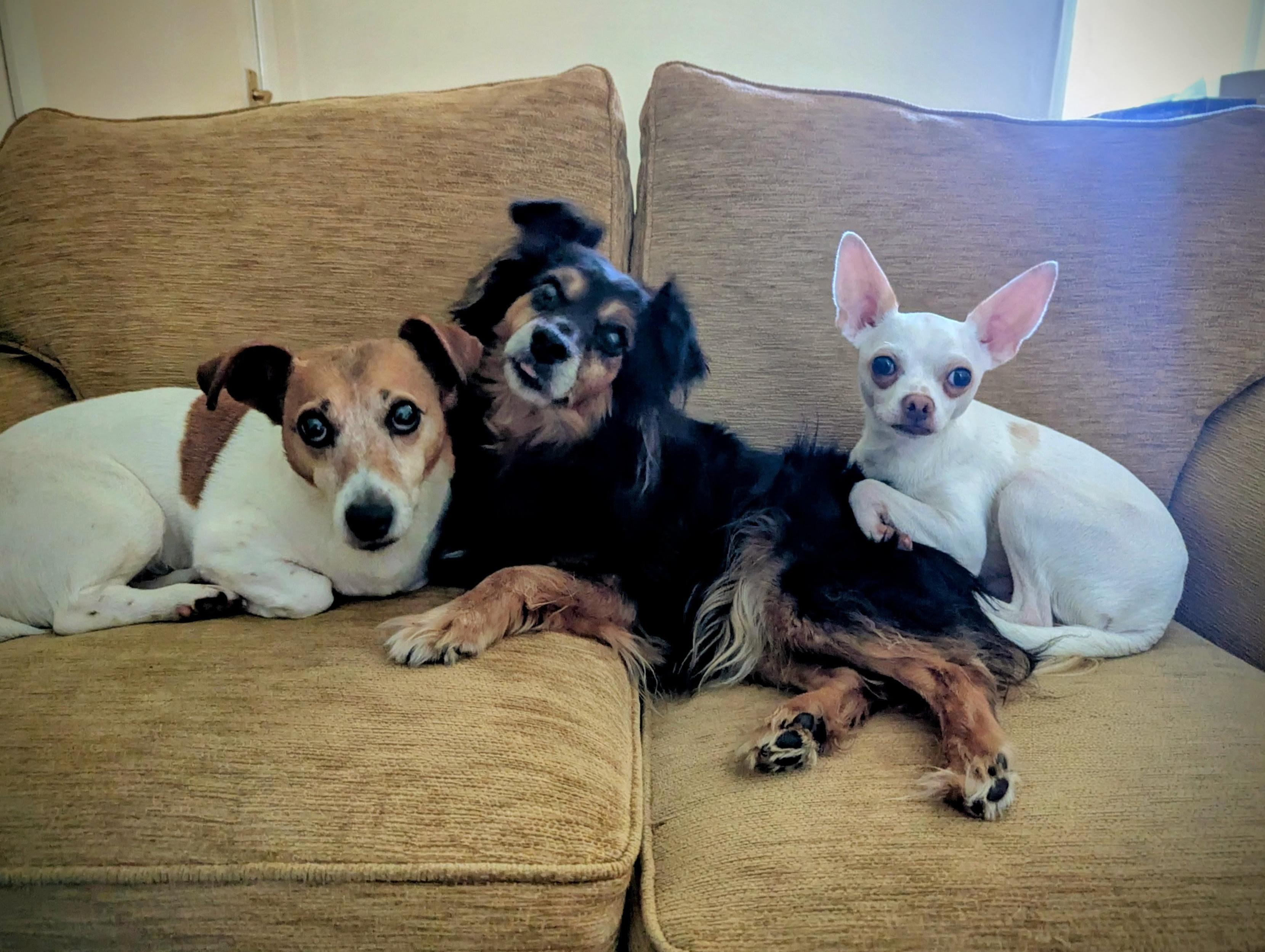 Three dogs lying on a brown couch. 
A white and brown Jack Russell Terrier is on the left. He is lying left-to-right, with his paws tucked under him.
A black and brown hairy Terrier is in the middle, lying right-to-left, into the Jack Russell. His legs are stretched out towards the camera.
A mainly white Chihuahua puppy is on the right, tucked up onto the hairy Terrier's back. He is also lying right-to-left.
All three dogs are looking directly at the camera with their ears cocked. The pup's ears are pretty massive!!!