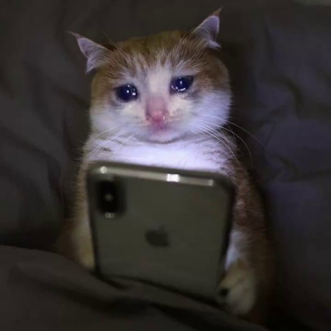 Cute Cat Smile GIF by Bashar