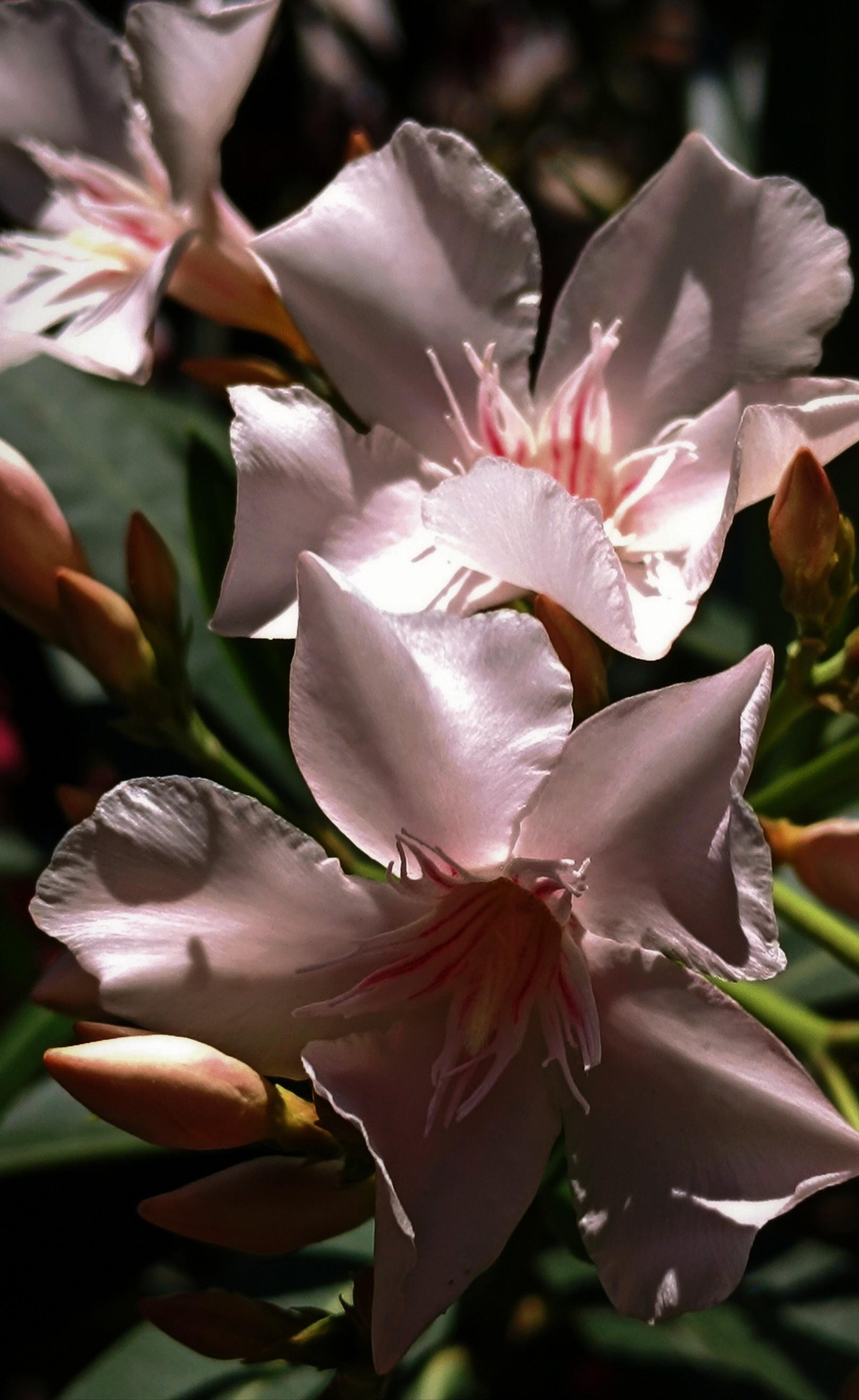 Photo of three pink oleander flowers surrounded by their sharp green leaves and tightly wrapped orange buds. It's a bright and windy day. There are spots of intense light among the soft shadows of the petals. The flowers have thin red stripes and yellow hearts in their coronas.