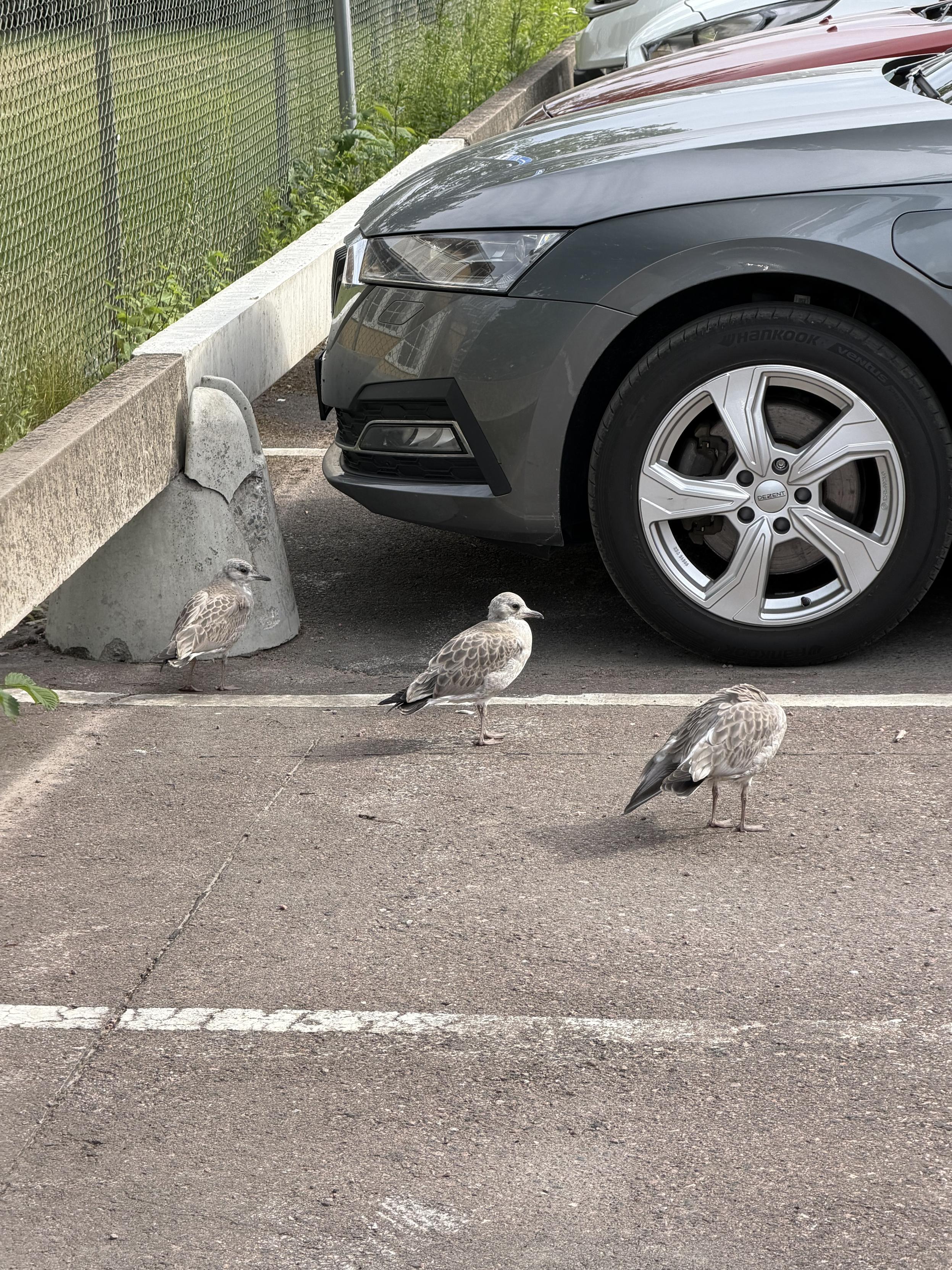 Three birds stand on a parking lot near a gray car, with a concrete barrier and chain-link fence in the background.
