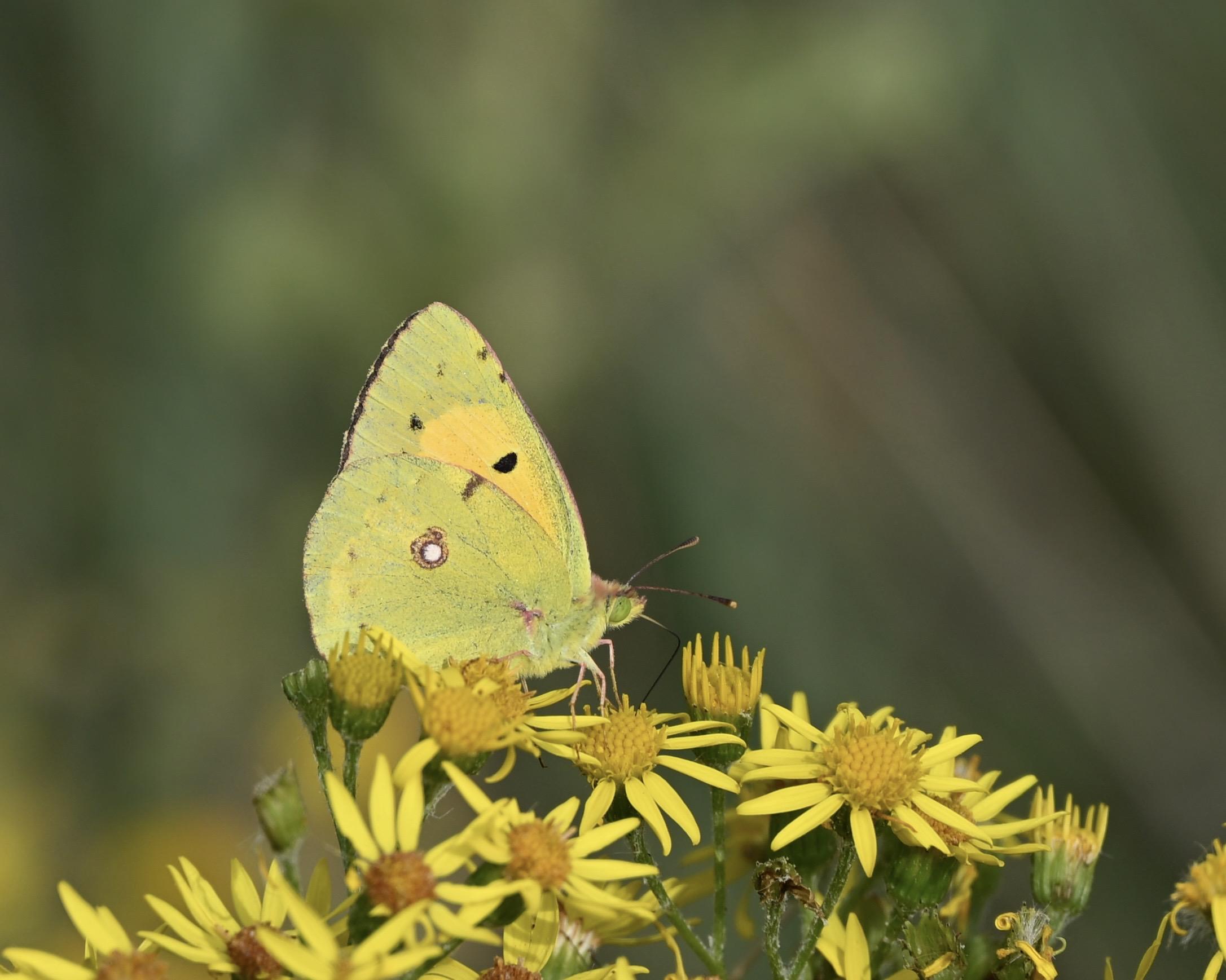 Clouded Yellow butterfly perched on Ragwort flowers seen side on facing right with his wings raised so we see the underside of his wings with a central white spot on the lower winglet and a black spot on the main yellow patch of the upper winglet. His very large green eye is quite striking.