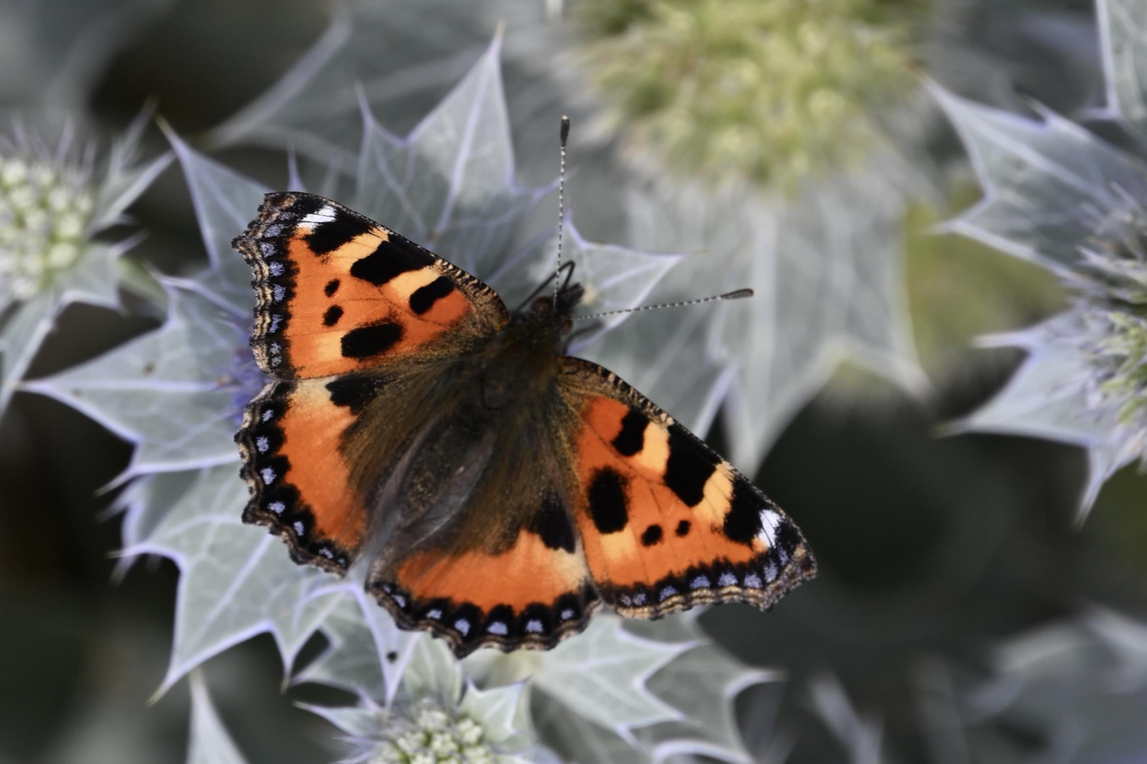 Small Tortoiseshell Butterly with both orange with large black patches wings fully extended perched on top of a silvery grey sea Holly flower.