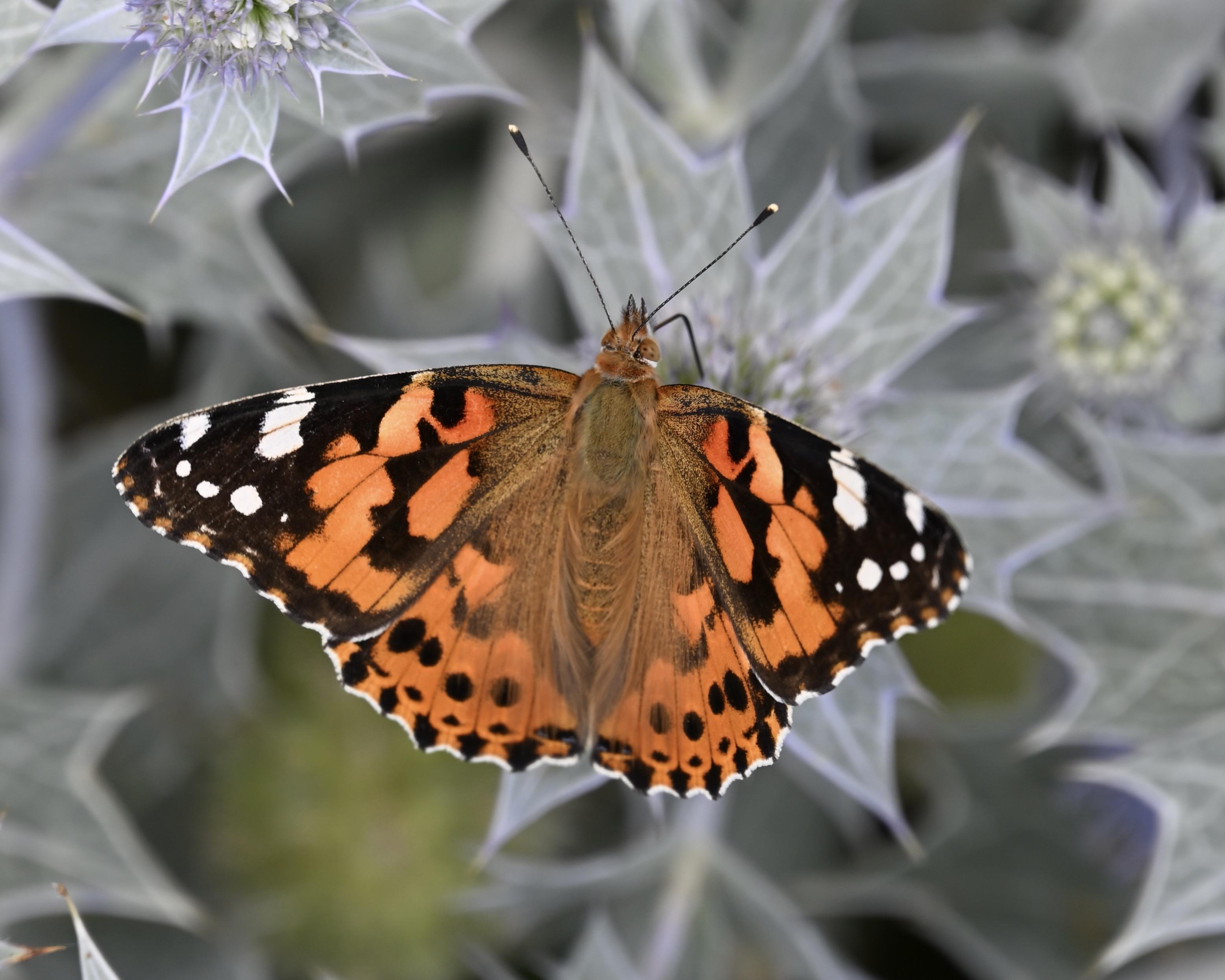 Painted lady butterfly perched on top of a Sea Holly flower. 
Mathias a large butterfly with a brown body covered in fine hairs and wings with a striking orange with black spots pattern attire base turning to black with  white spots at the outer tips.