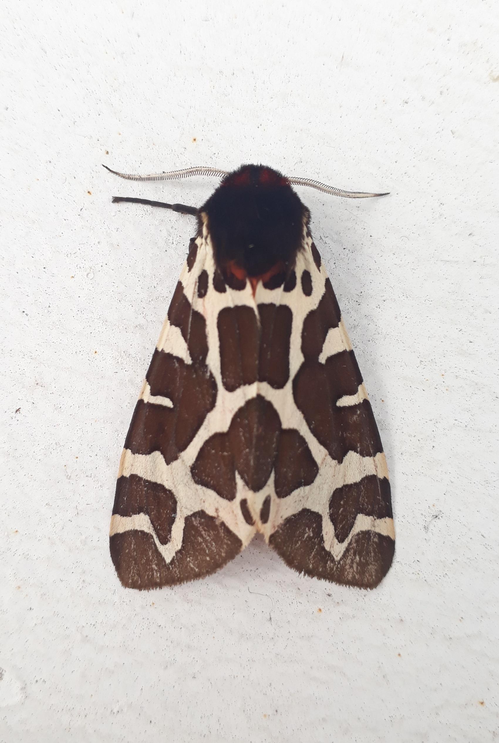 Close photograph of a Tiger Garden Moth with closed wongs, sitting on a white wall.