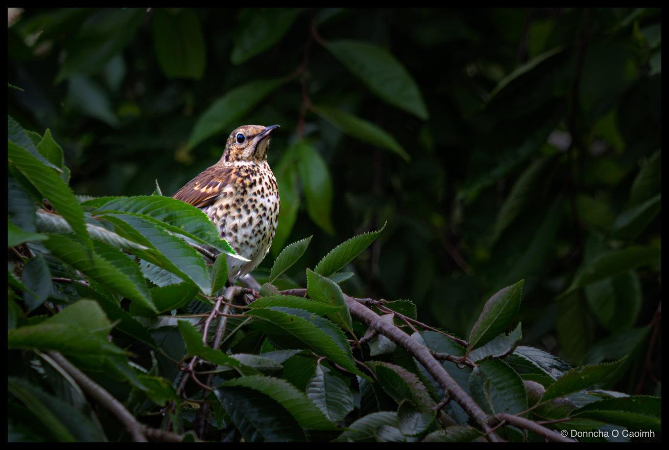 A song thrush perched on a branch in a cherry tree, its speckled cream and brown breast catching the last of the evening light against dense dark green foliage.