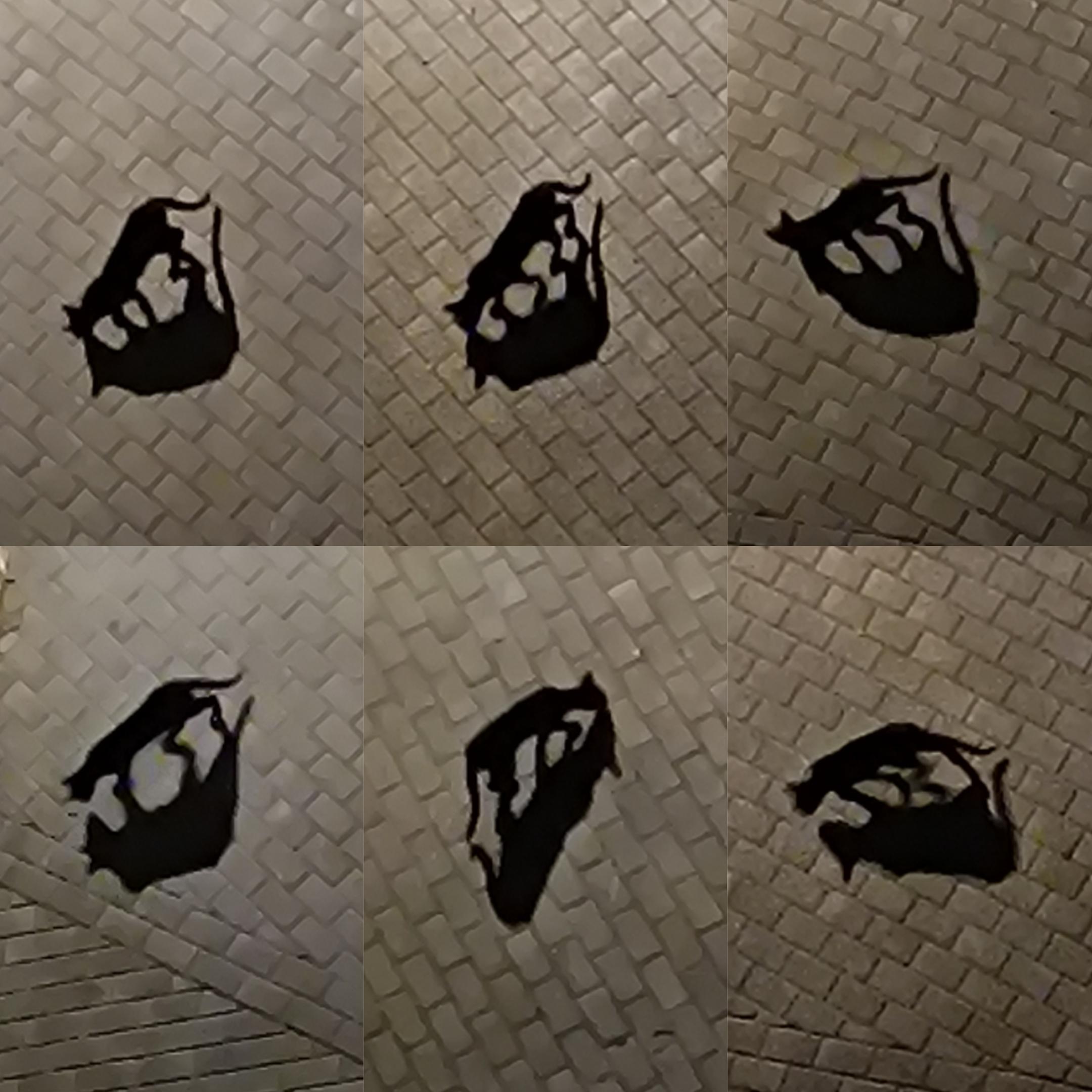 Collage of six photos I just shot from the balcony. A slim black cat united with her equally black shadow makes some beautiful shapes on the cobblestone pavement.
It took me a while to realise that she was amused by the shadow and examining it. Then another kitty appeared next to their feeder. She run to meet them, instantly forgetting the mysterious black presence.