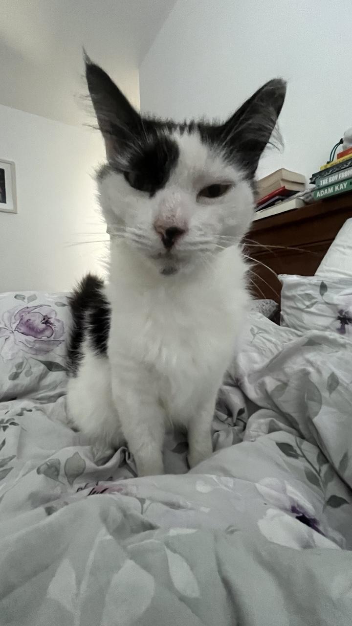 A long-haired black-and-white cat with big pointy ears sleepily staring at the camera, on top of a floral duvet.