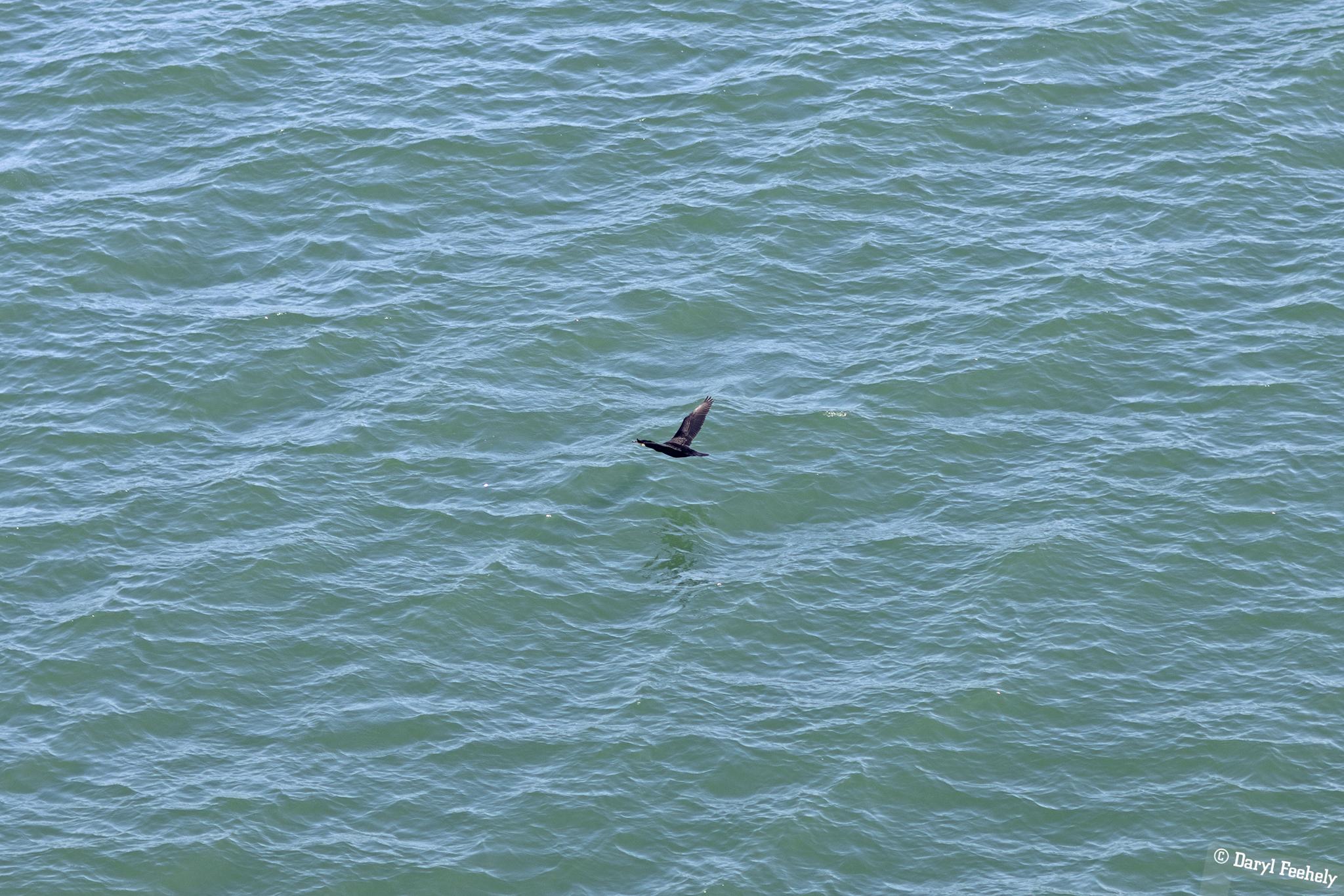 A Cormorant flying low over the sea.