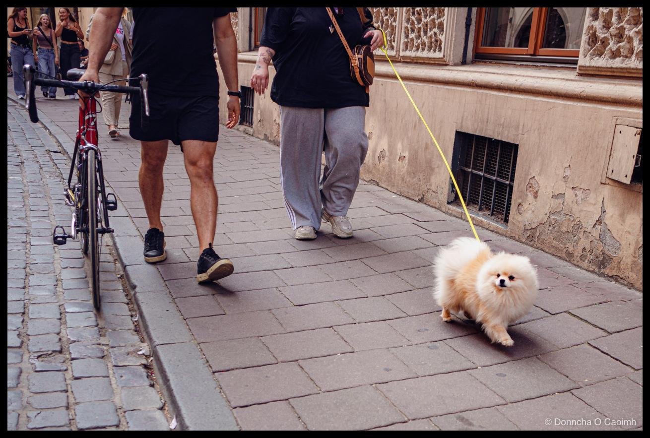 A cream Pomeranian trotting along a pavement on a taut yellow lead held by a woman in a black top and grey tracksuit bottoms, a man in black shorts walking beside her while wheeling a red racing bicycle along the kerb, past a peeling stone building with barred basement windows.