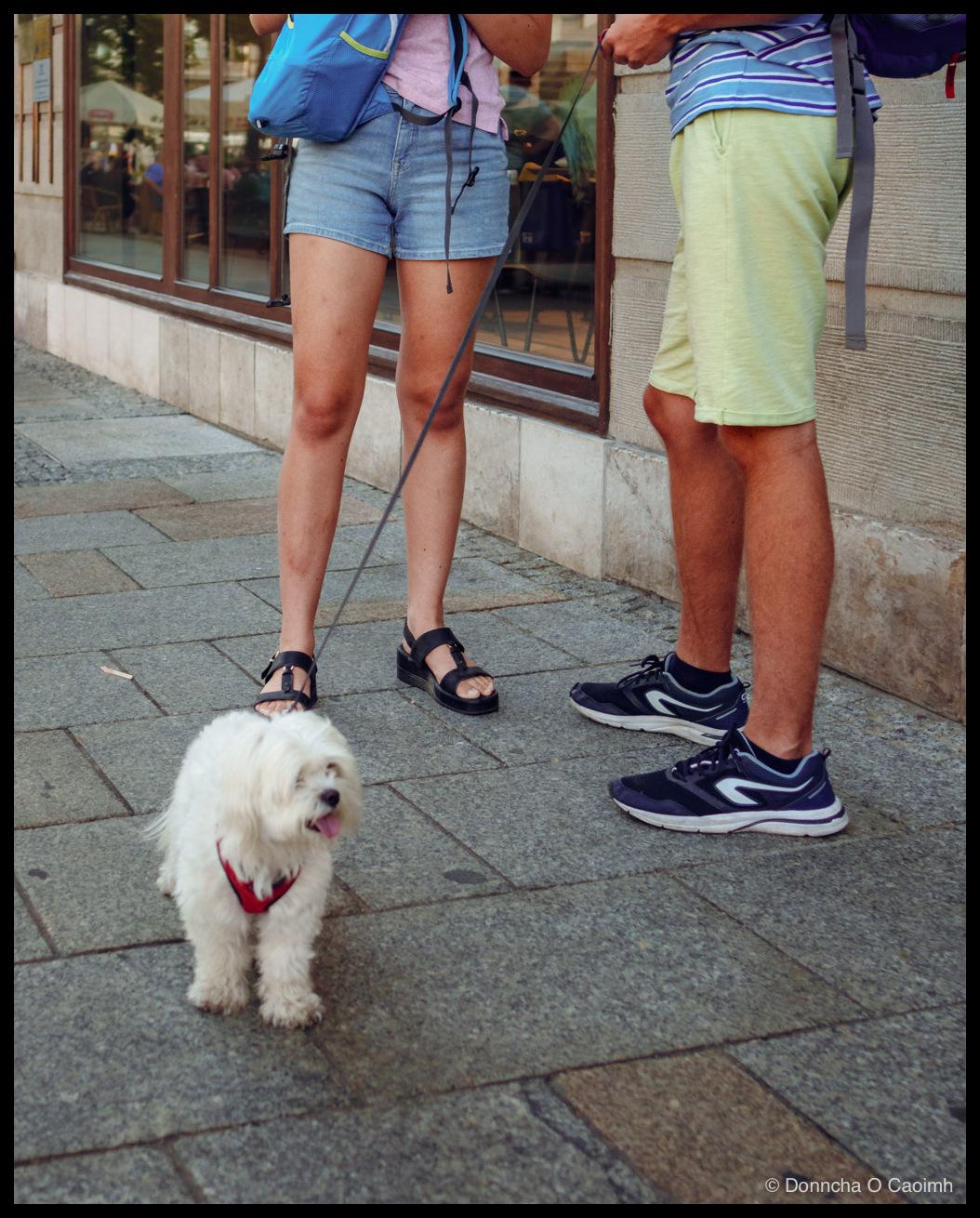 A small white fluffy dog in a red harness standing on grey granite paving with its tongue out, at the feet of a woman in denim shorts and sandals holding a blue lead and a man in a striped shirt and yellow shorts, a café window reflecting tables behind them.