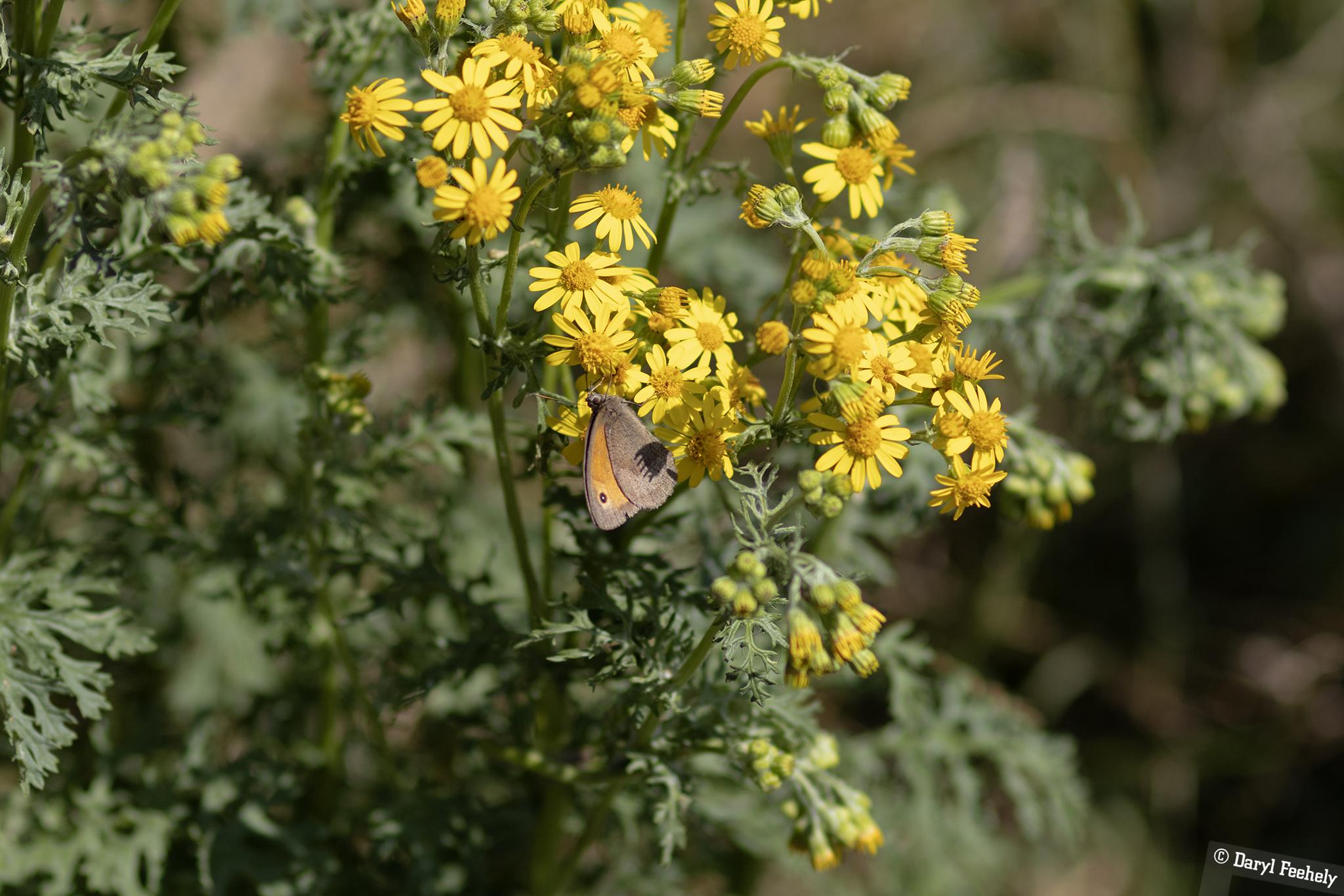 A meadow brown butterfly on yellow flowers.