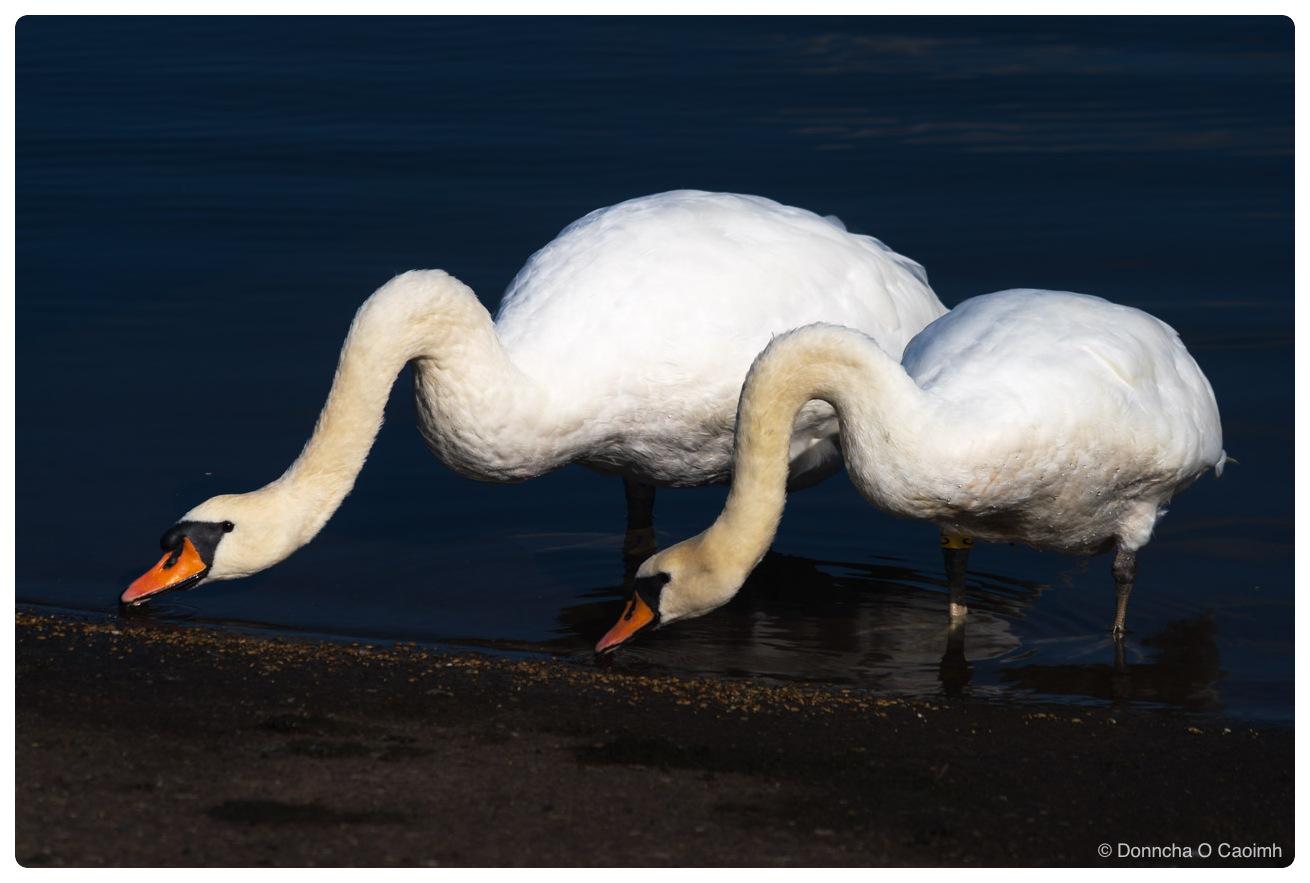 Two mute swans dipping their heads into dark river water at a gravel shoreline, necks curved down and beaks just breaking the surface, white plumage lit brightly against the shadowed water, with a yellow ring on the leg of the bird on the right.