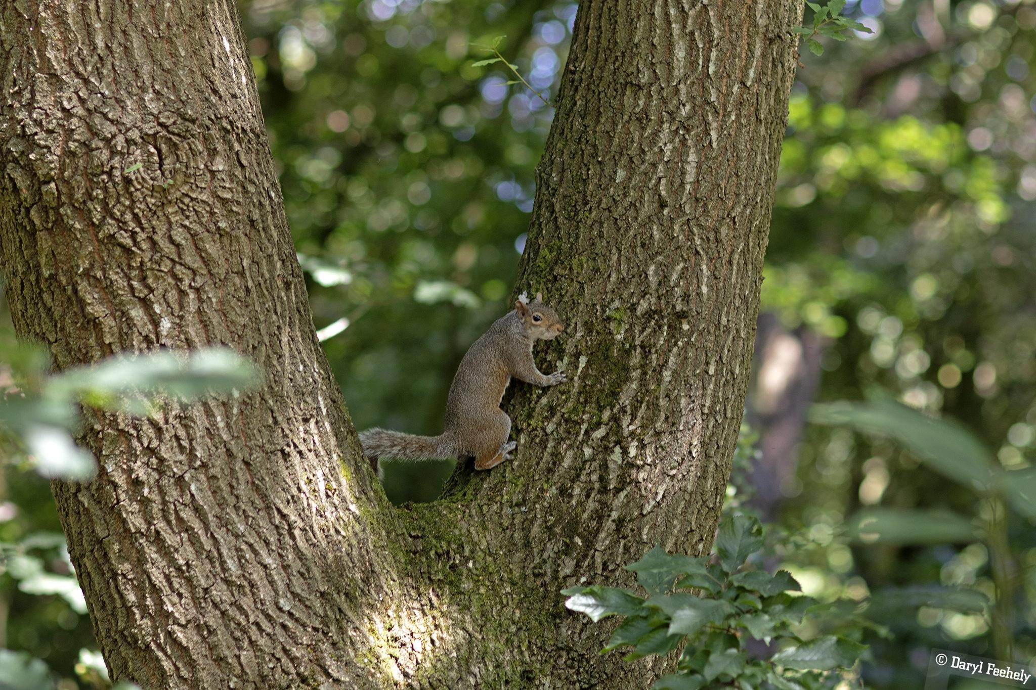 A squirrel standing against at the base of a tree trunk.