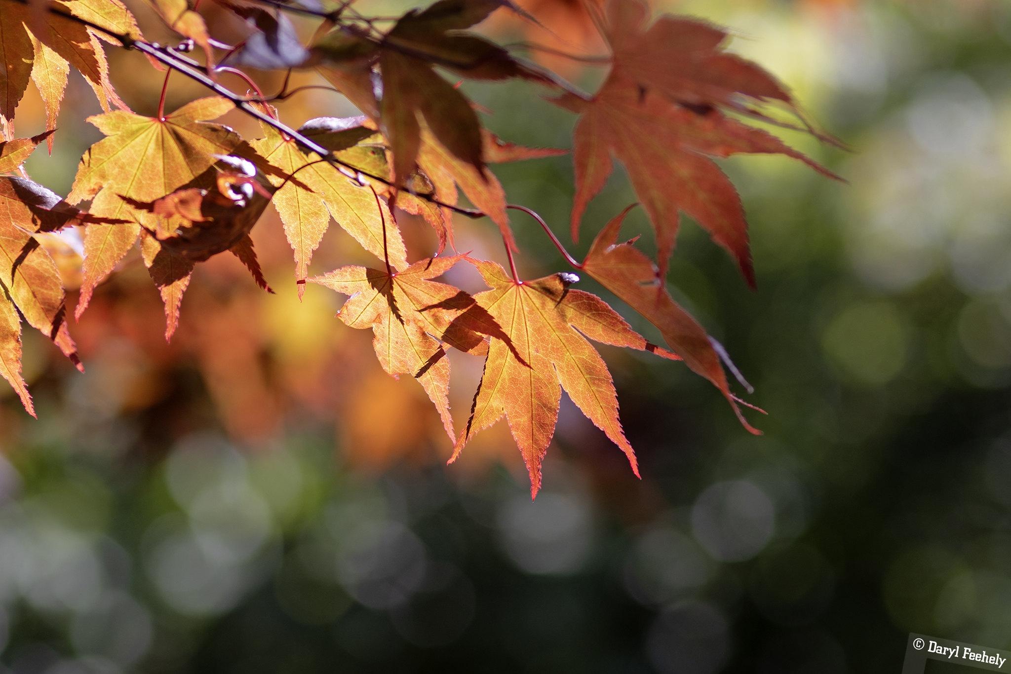Burnt orange maple leaves backlit by the sun.