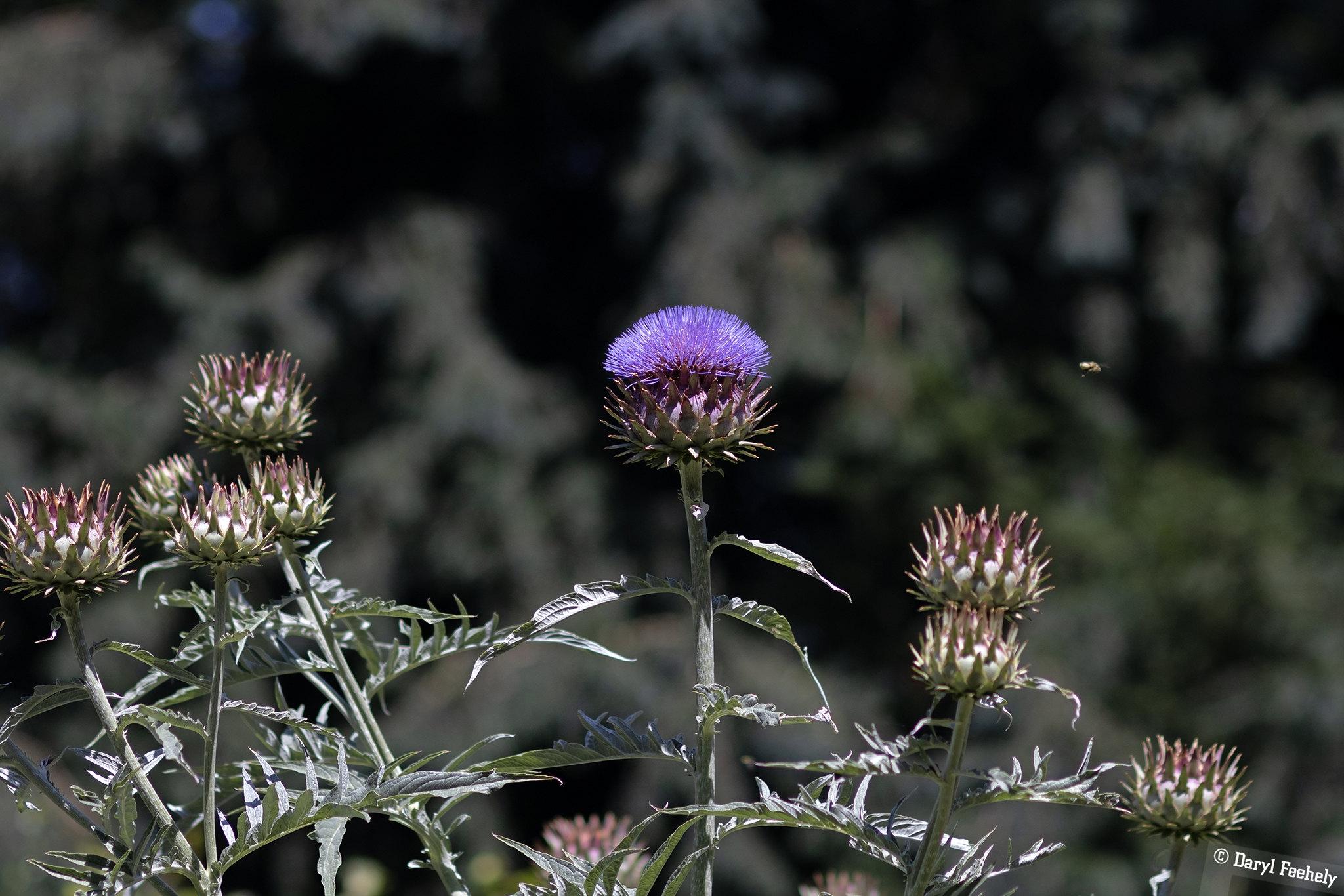A purple Scottish thistle.