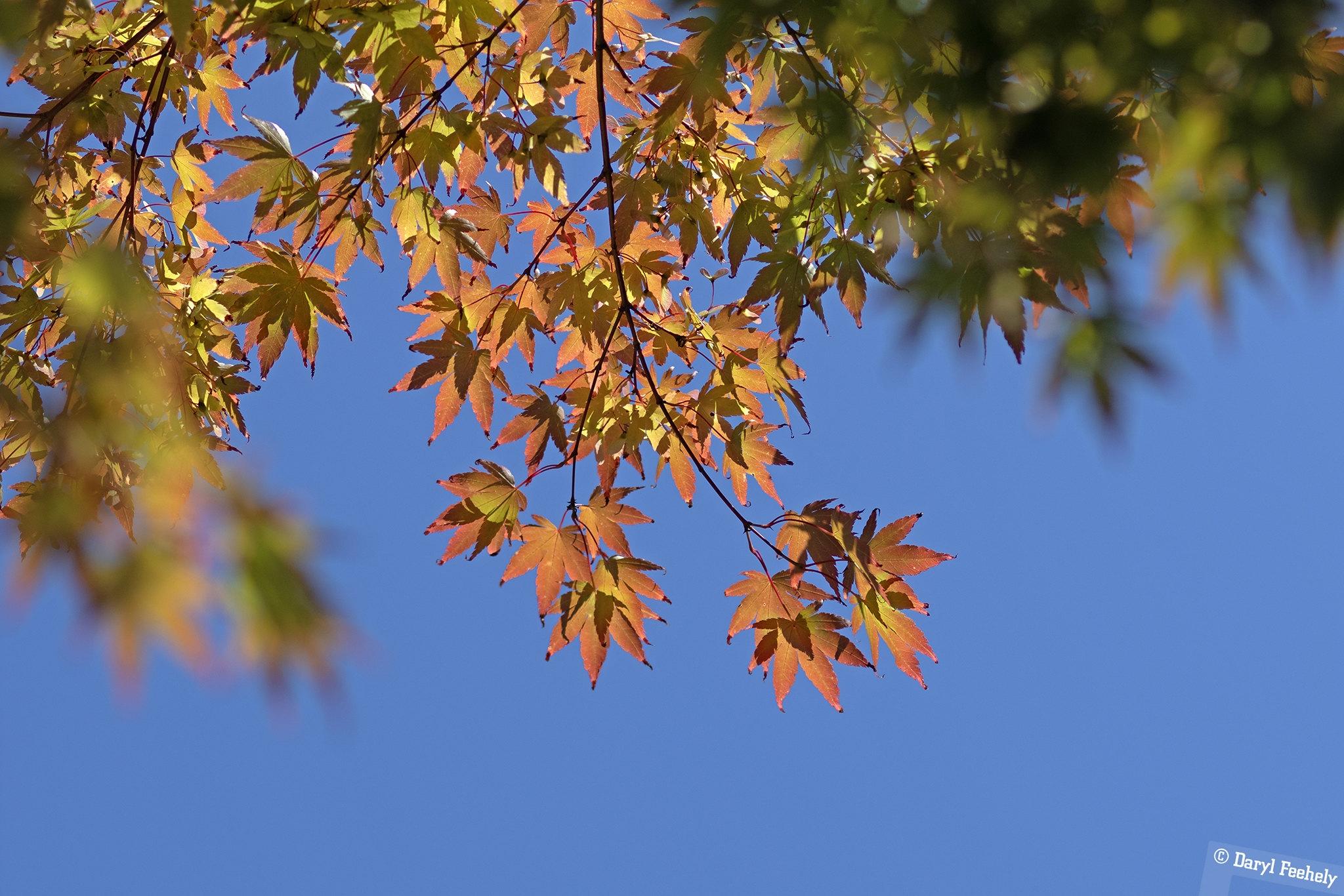 Colourful maple leaves against a deep blue sky.